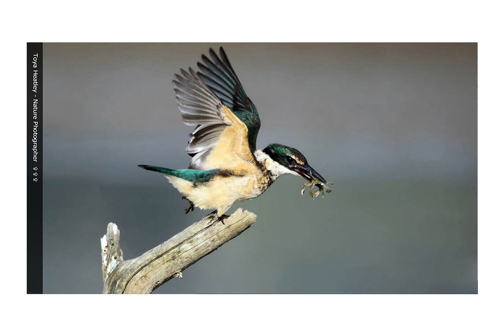 The ToyaHeatley.com Front Page Slider Featuring A Kingfisher.