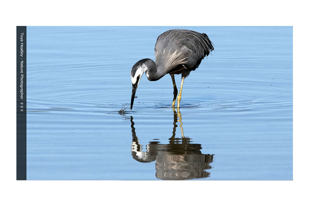 The ToyaHeatley.com Front Page Slider Featuring A White Faced Heron.