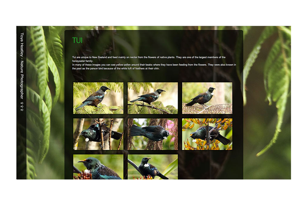 The ToyaHeatley.com Gallery Of Tui Pictures.
